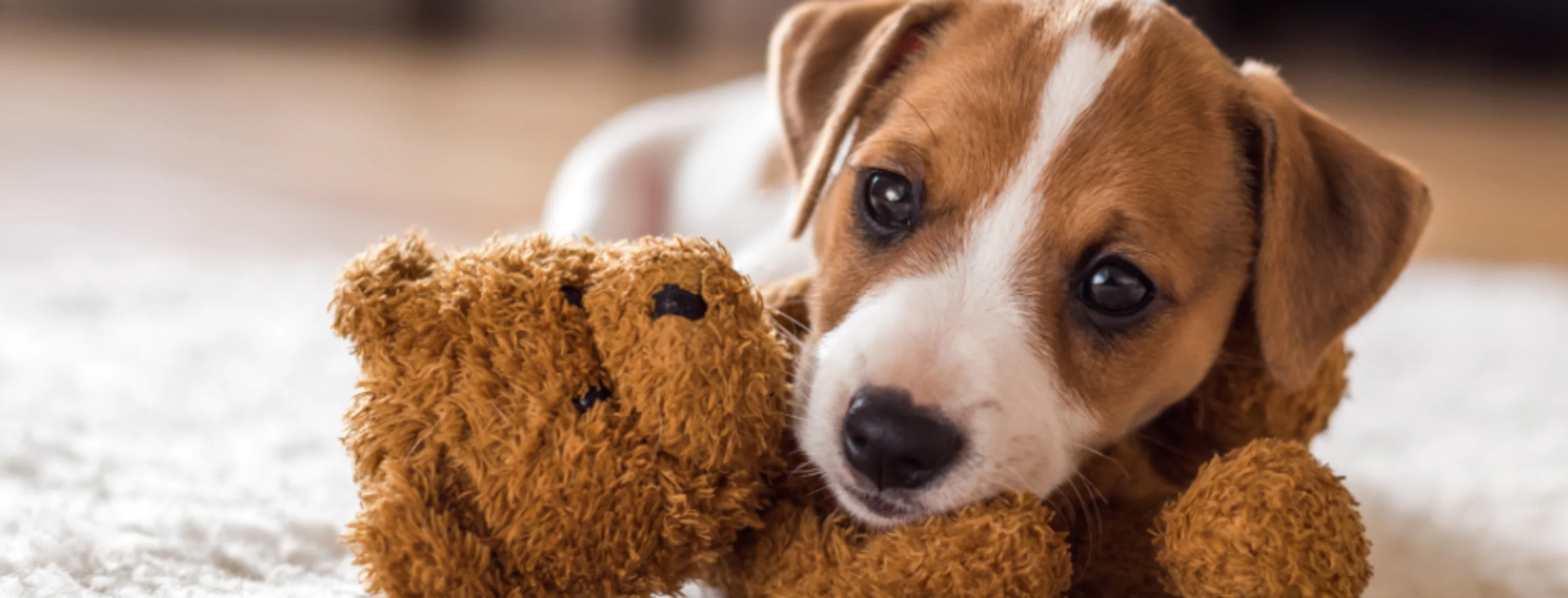 Puppy Playing with a Teddy Bear